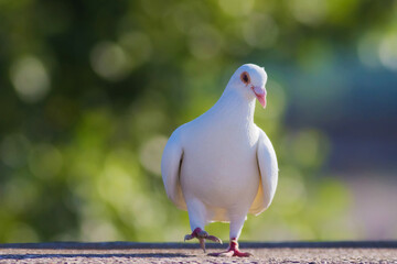 White racing pigeon walking on stone surface outdoors with wildlife domesticated close-up standing ©  SobuzForge
