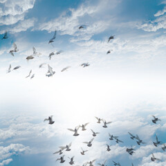 Fototapeta premium Flock of white pigeons flying against bright blue cloudy sky with atmosphere wildlife movement daylight