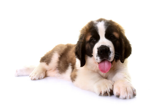 puppy saint bernard