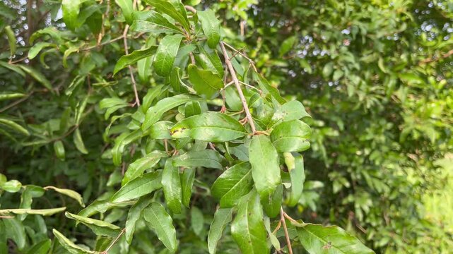 Pomegranate leaves close-up 
