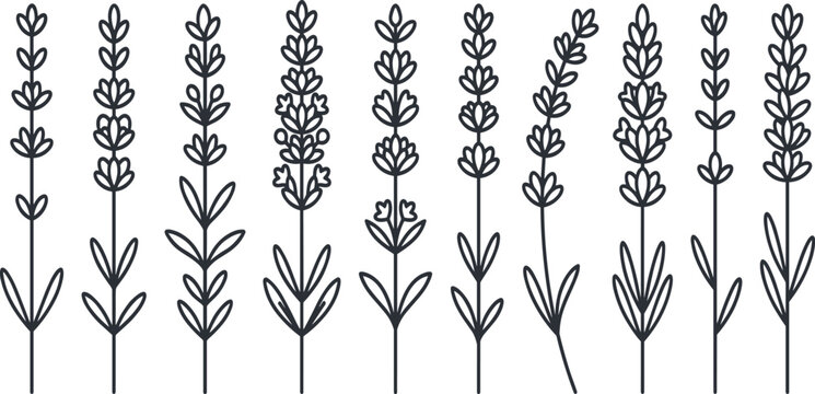 Hand Drawn Lavender Flower Stem Collection with Outline Style Variations for Botanical, Aromatherapy, and Floral Decoration Designs