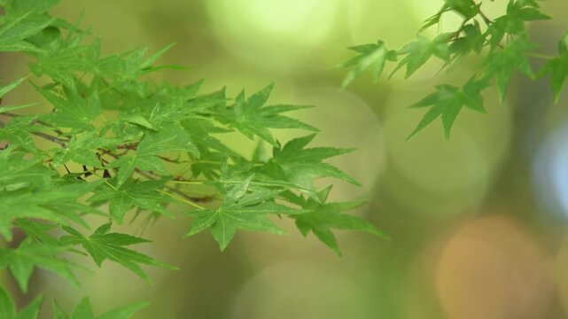 玉ボケの背景と新緑の青紅葉
