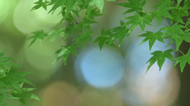 玉ボケの背景と新緑の青紅葉