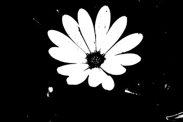 Grafische weiße Blume im Kontrast auf schwarzem Hintergrund, minimalistische Blüten-Silhouette mit Grunge-Effekt © Pawel Hordjewicz