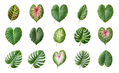Obraz premium PNG Vibrant tropical leaf variety on transparent background