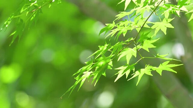 風に揺れる新緑の青紅葉