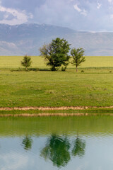 Obraz premium Lush green field with scattered trees