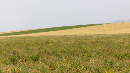 Obraz premium Golden wheat field slopes gently toward green pasture