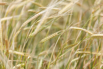 Fototapeta premium Golden wheat ears sway gently in a sunlit field