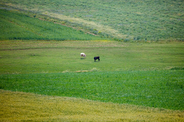 Obraz premium Two cows graze in a wide, green pasture