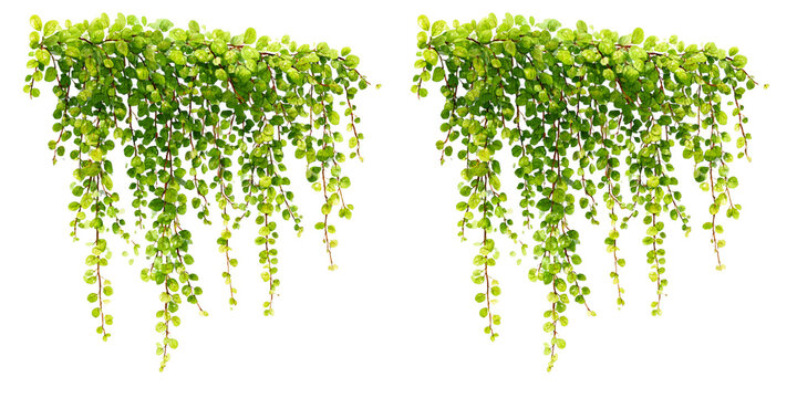 Lush green creeping vine plant isolated on white background hanging foliage element for nature themed design and garden decoration.