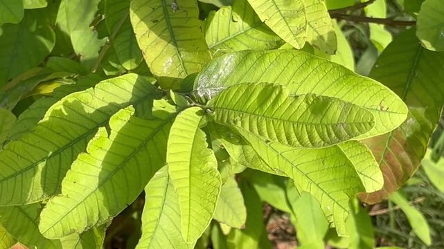 green guava leaves in the garden high resolution 4k video 