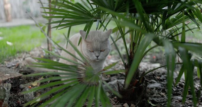 Domestic cat resting among tropical plants in a lush garden