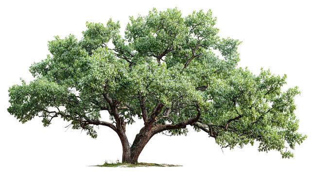 Amur corktree branch with textured bark and serrated green leaves, botanical cutout isolated on transparent background