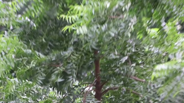 Neem tree leaves swaying gently in the wind, lush green foliage background, for nature and, wellness projects