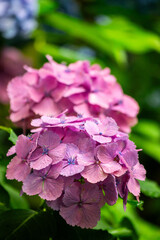 Fototapeta premium 鎌倉 長谷寺 紫陽花 花