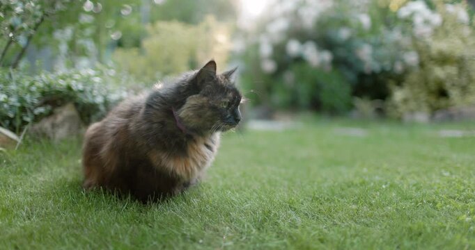 Fluffy cat outdoor outdoor on lawn grass