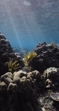 Corals underwater in transparent blue sea, vertical screen