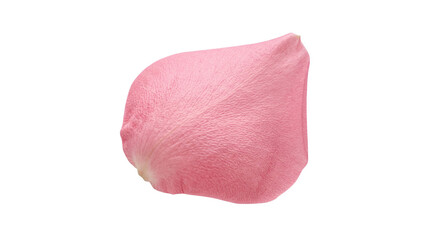 Fototapeta premium Soft pink rose petal with detailed texture on transparent background for beauty.