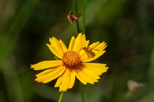 June 2, 2021-Sangju, South Korea-In this photo taken date is May 30, 2021. Vespa craboro flying on the flower at wetland in Sangu, South Korea.