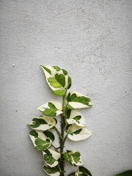 Variegated Snowbush (Breynia disticha) Leaves Against a Textured White Wall
