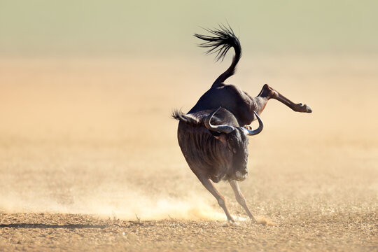 Rear view of a blue wildebeest galloping away across the dry dusty plains with wildebeest galloping wildlife