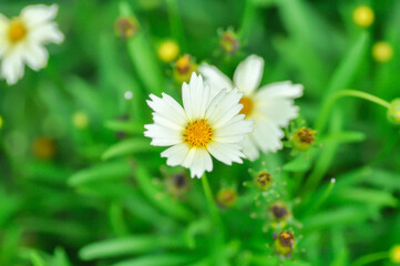 Obraz premium Coreopsis Uptick Cream or coreopsis, Coreopsis Tinctoria or Coreopsis tinctoria Nana or daisy or white flower