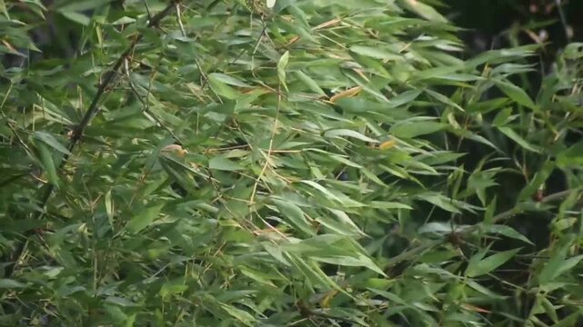 Bambusa vulgaris bamboo plant displays lush green stems and foliage in a vibrant tropical garden.