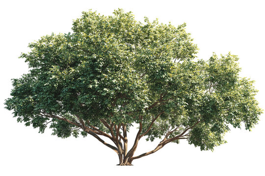 Boxelder tree with green foliage, isolated on transparent background