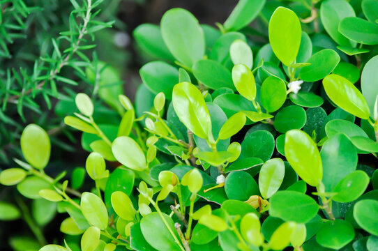 Ficus microcarpa Panda, Ficus microcarpa L f or moraceae