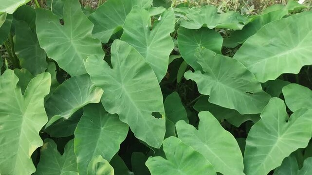 Colocasia esculenta taro leaves create a lush tropical foliage background with rich green texture.