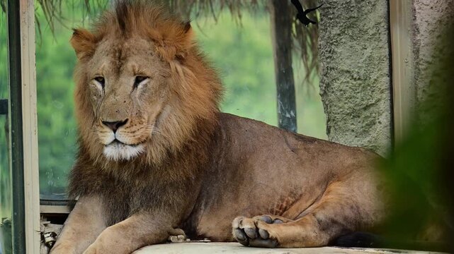 Lion sleeping and waking up because of the flies