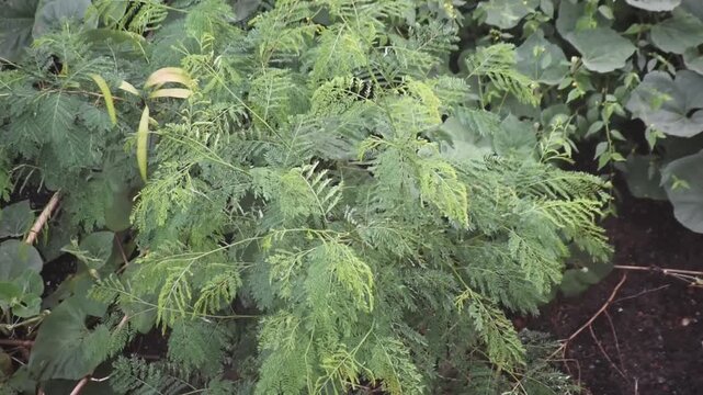 Leucaena leucocephala river tamarind plant grows with lush green foliage in a natural landscape.