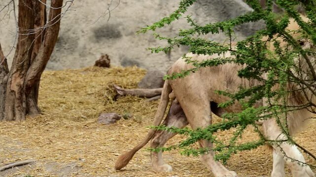 Male white lion patrolling his territory.