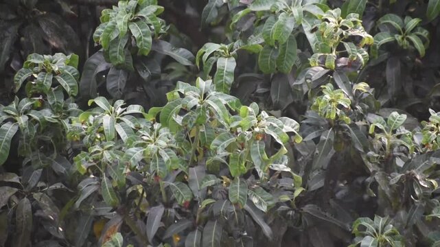 Mangifera indica mango tree features dense tropical foliage in a peaceful outdoor setting.