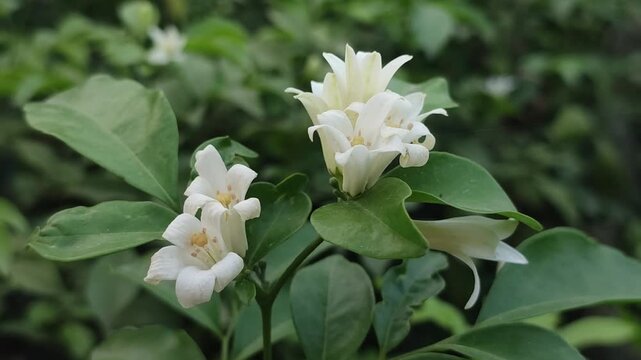 Murraya paniculata Orange Jasmine blooms with elegant white flowers in a peaceful garden landscape.