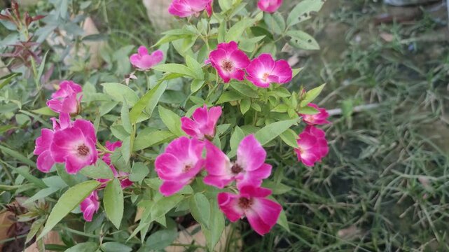 Rosa nitida Shining rose flower displays elegant blooms surrounded by healthy garden foliage.