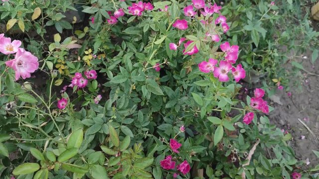 Rosa nitida Shining rose flower blooms beautifully with vibrant petals in a flourishing garden.
