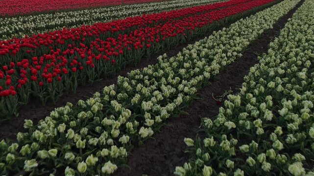 Drone flying low over colorful tulip fields in netherlands at sunrise