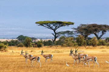 Naklejka premium Group of gazelles grazing in the golden savannah landscape of africa with savannah wildlife antelope