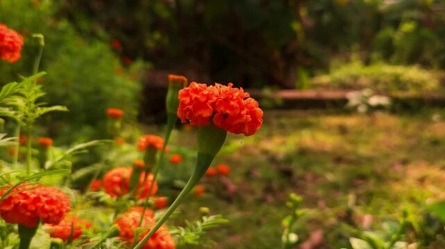 Blooming Marigold Flowers in Garden, Golden Orange Marigold Blossoms, Ornamental Flower, Nature, Gardening, Floral Background
