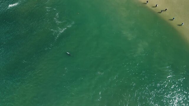 Fishing with dolphins, authentic fishing tradition in Brazil. Aerial view of the group of fishermen collaborating and fishing together with dolphins