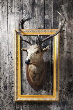 Deer head trophy mounted on a rustic vintage wooden wall inside a decorative gold frame with taxidermy