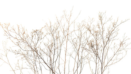 Fototapeta premium Leafless trees stand tall outdoors