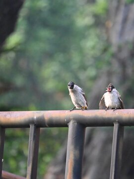 Two Sooty-headed Bulbuls (Pycnonotus aurigaster) perched on an iron fence, showcasing natural bird behavior and urban wildlife adaptation. Ideal for birdwatching, ornithology, wildlife photography