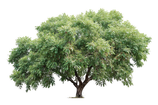 Black walnut tree with lush green foliage and detailed bark, realistic style, isolated on transparent background