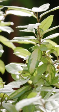 Elaeagnus ebbingei Limelight leaves swaying softly in sunlight, botanical garden