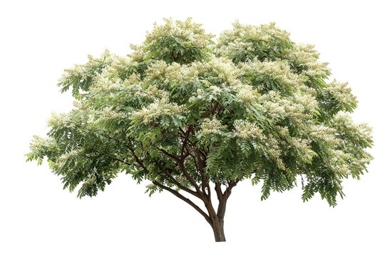 Fragrant sumac tree with dense green foliage and clusters of small fuzzy red berries, isolated on transparent background