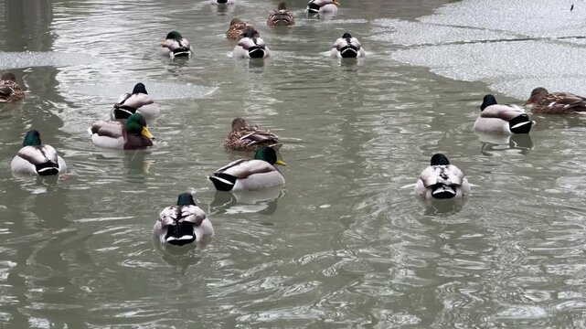 A group of mallard ducks swims through cold water filled with floating ice patches. Several green-headed drakes and mottled brown hens are gathered together near a large sheet of ice.