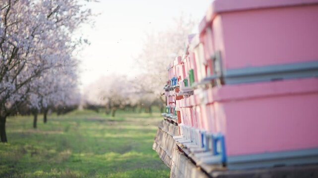 Bees departing and returning to pink beehives in a blooming almond orchard for pollination